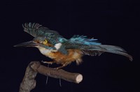 藏品(翠鳥)的圖片